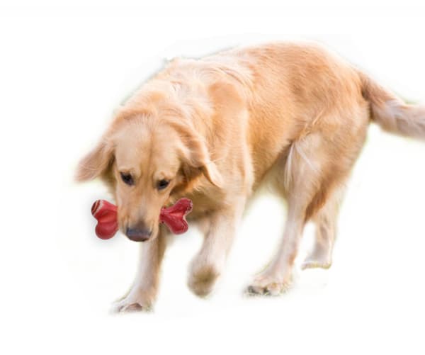 Hundleksak 1 stycke Hundben Tuggborste Tandstädande Pinne