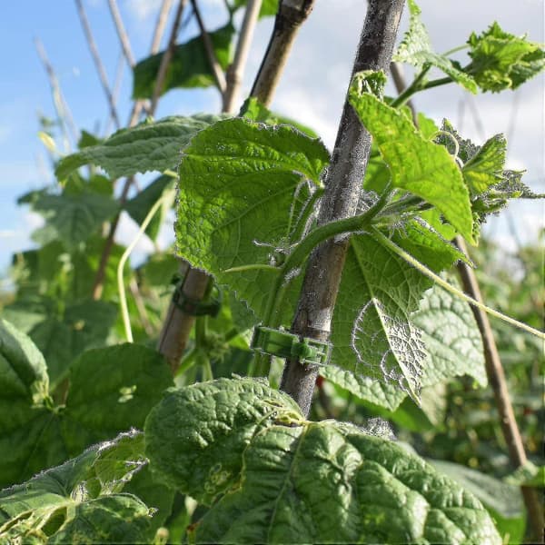 200 planteklemmer til tomater, agurker og vinstokke [JUN]