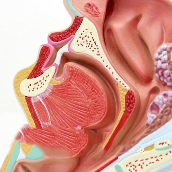 Menneskelig anatomisk nesehule hals anatomi modell for vitenskap klasserom studie display undervisningsmod