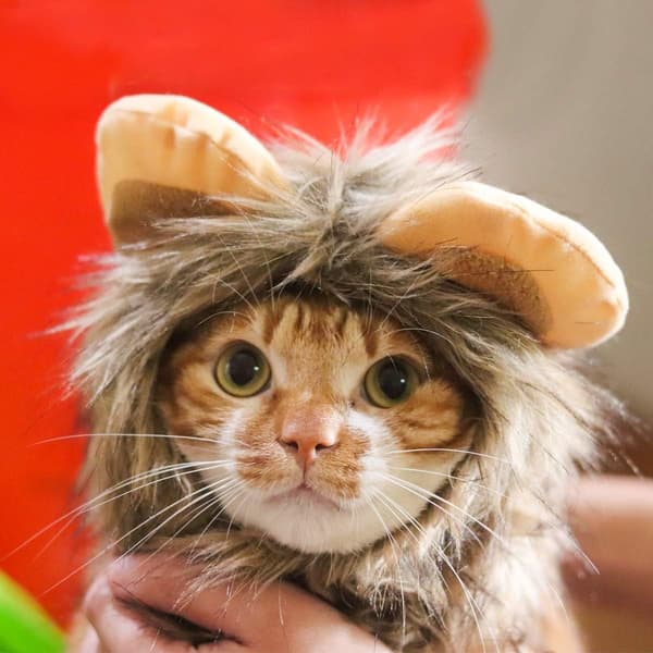 Løvemanke kostume til katte og hunde, lille kattekostume, Halloween