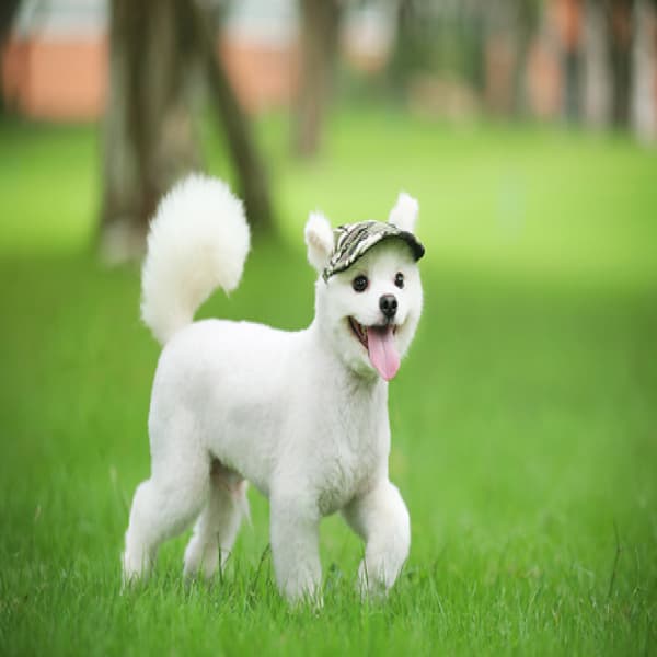 Liten husdjur sommar canvas keps hund basebollvisir hatt valp utomhus solhatt keps 4 M