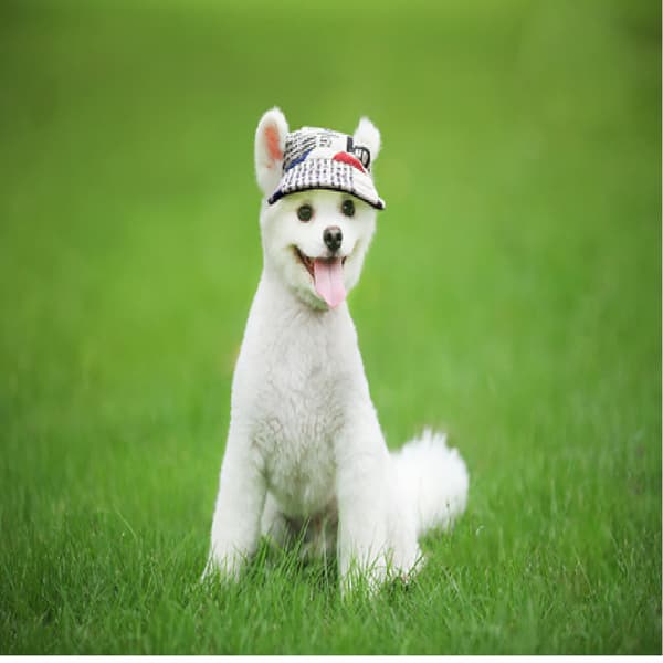 Liten husdjur sommar canvas keps hund basebollvisir hatt valp utomhus solhatt keps 4 M