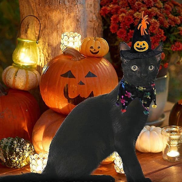 Kæledyrshatdragt Kæledyr Halloween Dragt Kat