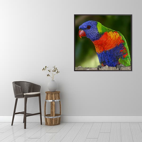 5D DIY Diamond painting - Papegoja