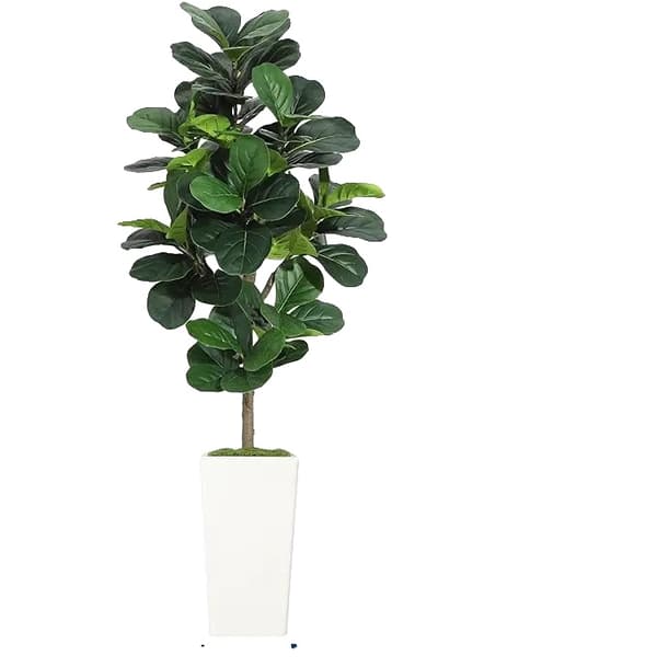 Fiddle Leaf Fig Träd, Realistisk Växtdesign, Inomhusdekoration, 180cm