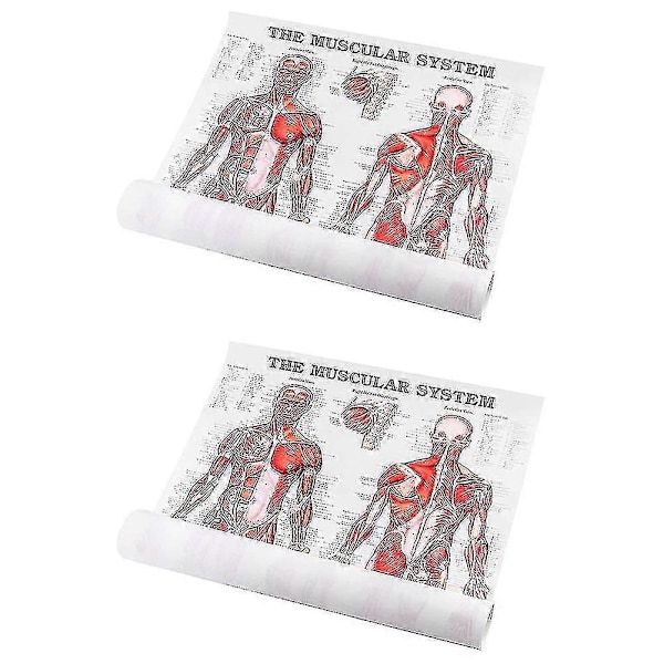 Aivojen anatomian juliste, 2 kpl laminoitu ihmisaivojen kaavio, lihas