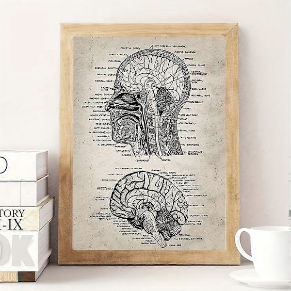 1 stk. Neuroscience Human Anatomy Lærredsmaleri - Retro Vægkunst til Badeværelse, Soveværelse, Kontor, Stue - Uddannelsesmæssigt og Dekorativt - Intet Rammebehov