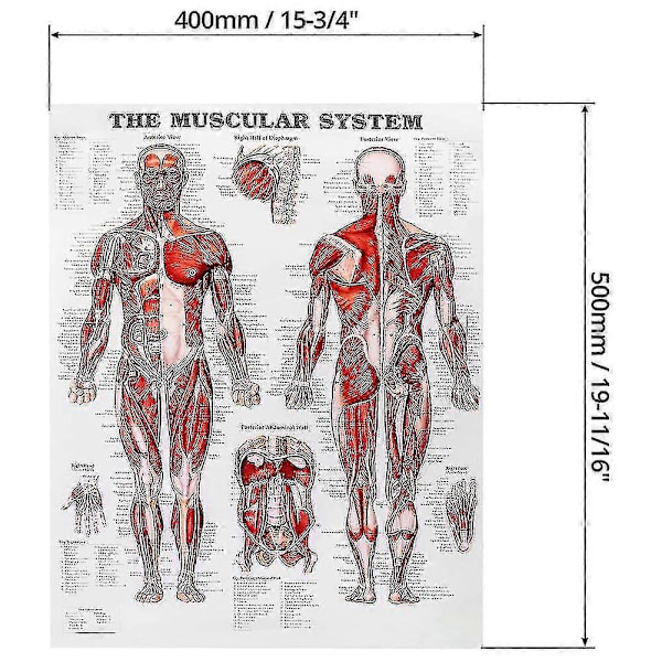 Aivojen anatomian juliste, 2 kpl laminoitu ihmisaivojen kaavio, lihas