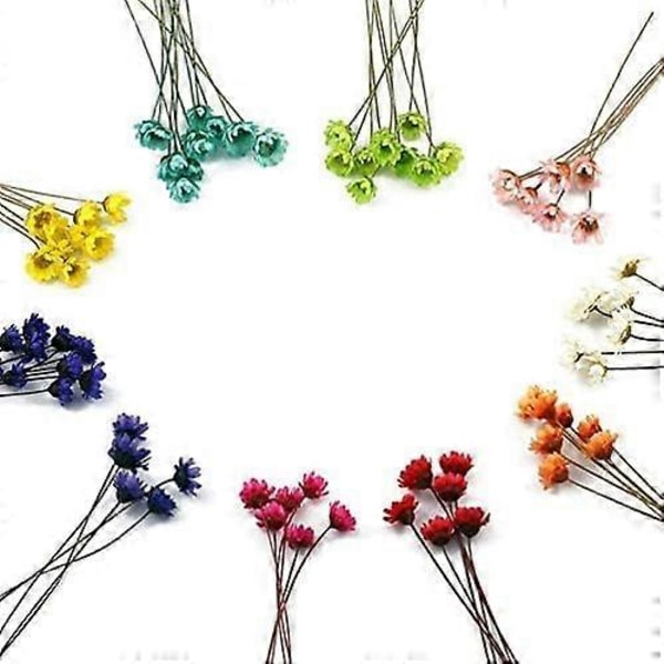 100 Stængler Naturlige Tørrede Blomster Brasiliansk Lille Stjerne Tusindfryd Dekorativ Tørrede Blomster Mini Tusindfryd Kamille Buket til Bryllup Blomsterarrangementer Hjem De