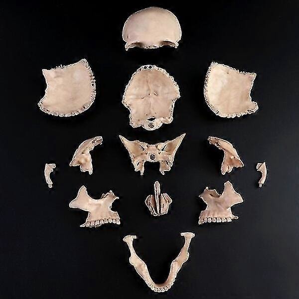 4d demontert fargeskalle anatomisk modell