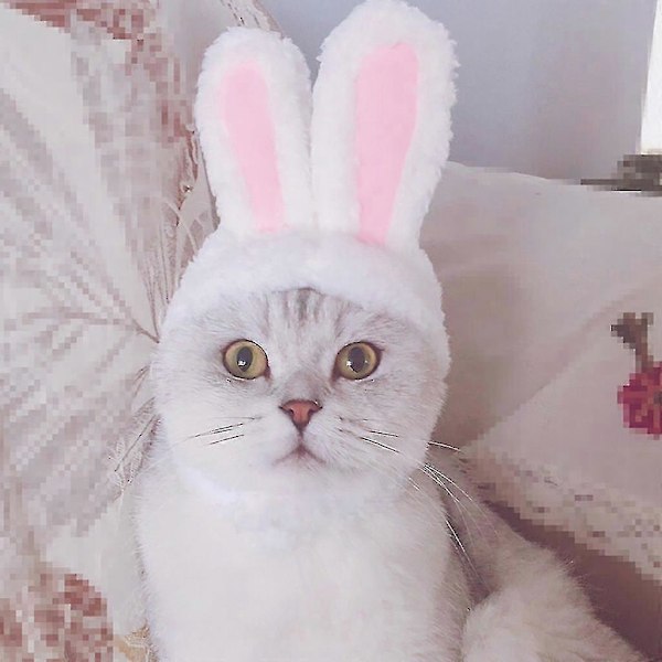 Hund Katt Kaninöron för Katt Små Hundar Kattunge Party