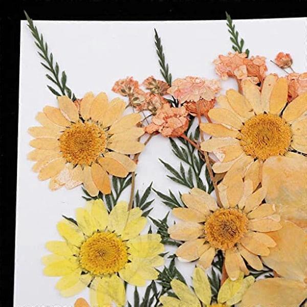 33 stk. Assorterede ægte pressede tørrede blomster, pressede blade til harpiks smykker, vedhæng, etuier, kunst og håndværk, DIY bogmærker, kunst blomsterdekoration, orange