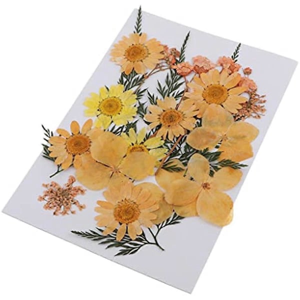 33 stk. Assorterede ægte pressede tørrede blomster, pressede blade til harpiks smykker, vedhæng, etuier, kunst og håndværk, DIY bogmærker, kunst blomsterdekoration, orange
