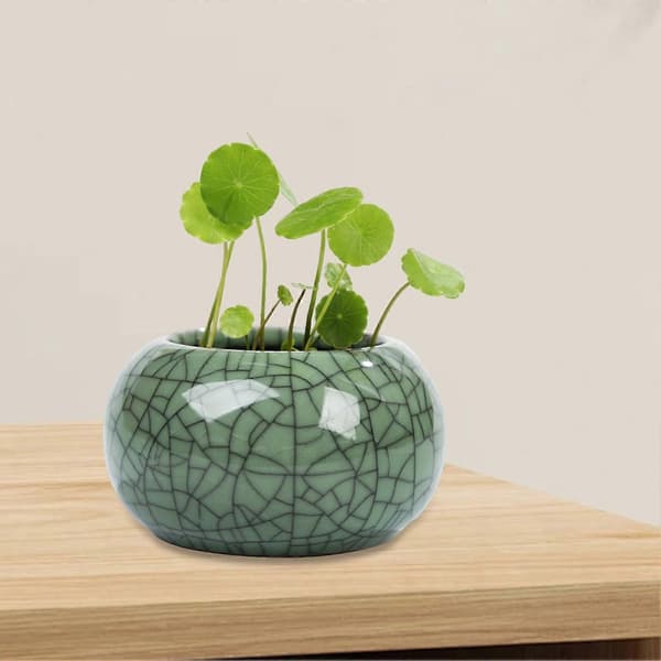 Rund Mini Keramikkbolle Lotusplanter med Glasur for Pennywort E