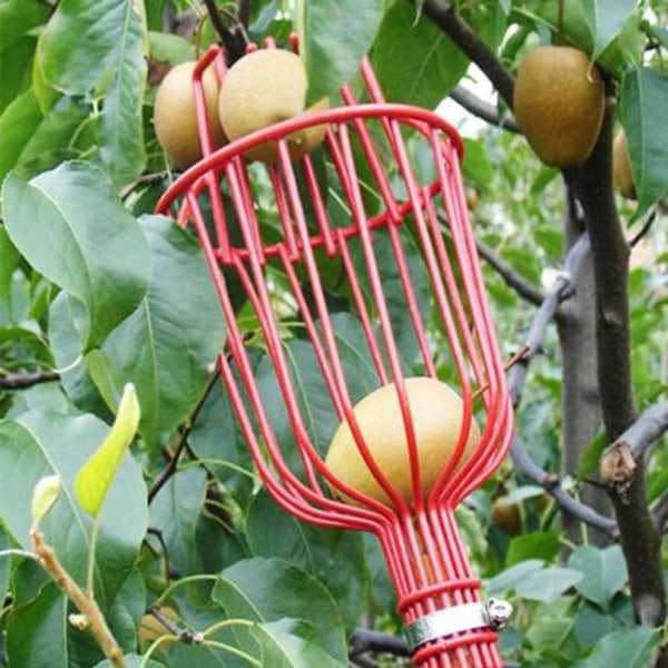 Universal frugtplukker til plukning af æbler og mangoer Red