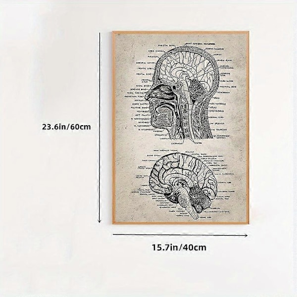 1 stk. Neuroscience Human Anatomy Lærredsmaleri - Retro Vægkunst til Badeværelse, Soveværelse, Kontor, Stue - Uddannelsesmæssigt og Dekorativt - Intet Rammebehov
