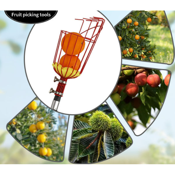 Universell fruktplockare för att plocka äpplen och mango Red