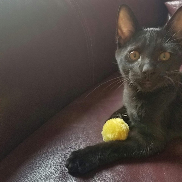 6 st katt leksaker pälsboll med skaller för katt & kattunge