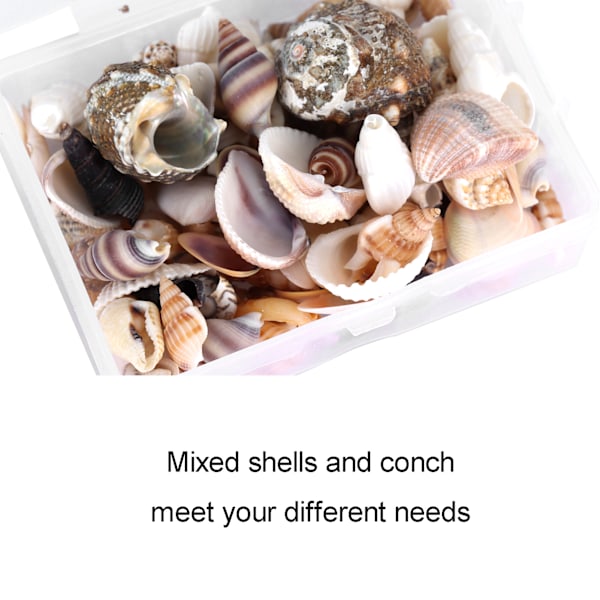 Smykkehåndværk DIY Shell Sea Snail Set Naturlig Seashell Conch Bryllup Hjemmedekoration