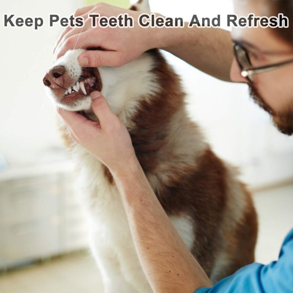 Professionella tandvårdsverktyg, tandavskiljare och tandskrapa för hundar