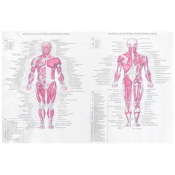 Ihmisen anatomian julistejuhlakoriste Anatomian juliste Opetus Anatomian juliste