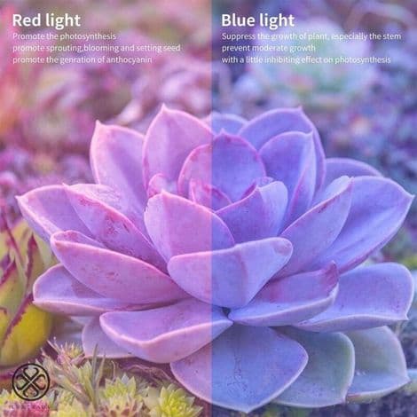 LED-vækstlys, 30W fuldspektret E27 LED-pære til indendørs planter og drivhuse
