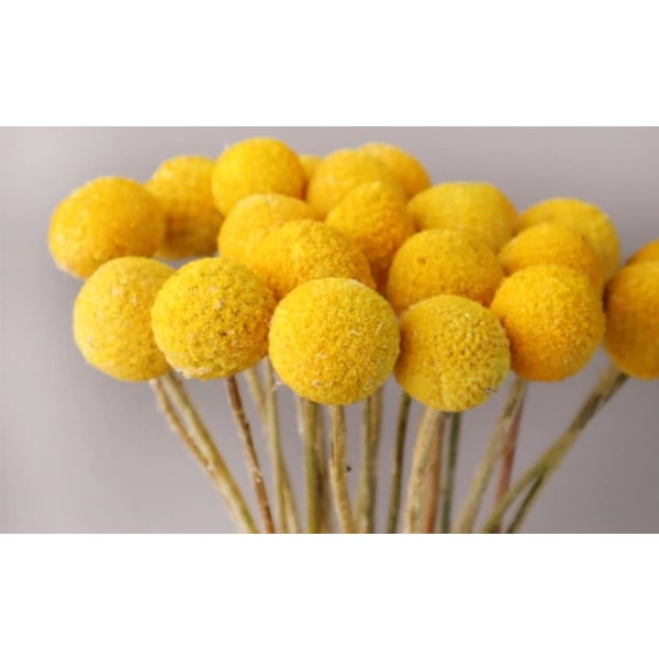 30 stk Golden Ball Tørrede Blomster — Diameter 2-3 cm Velegnet