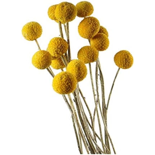 30 kpl Golden Ball -kuivattuja kukkia — Halkaisija 2-3 cm Sopiva
