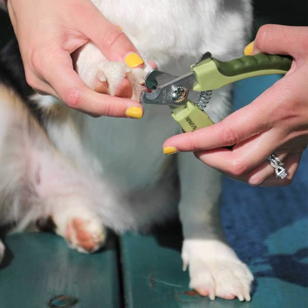 Professionel negleklipper i rustfrit stål til hunde (medium/stor), negleklippere til hunde, hundeplejeværktøjer, negleklippere til kæledyr, forsyninger til hunde,