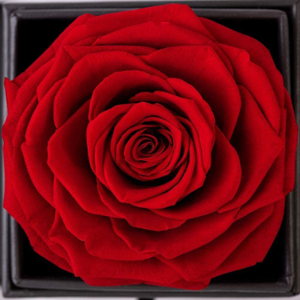 Skønheden og Udyret Rose Håndlavet
