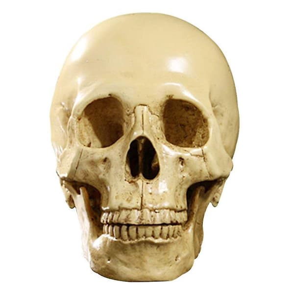Model 1: 1 Resin Menneskekranie Anatomisk Undervisningsdekoration Yellow