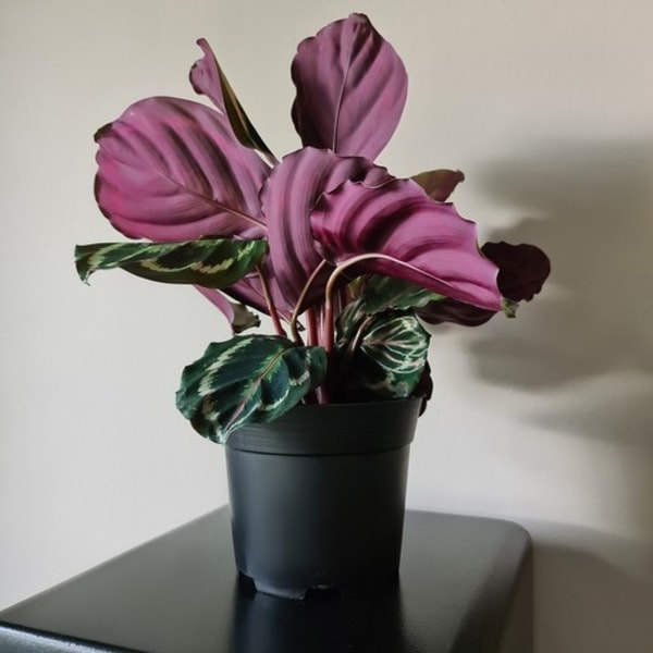 20-pak - Plantepotter / Potter - 16 cm Black Svart
