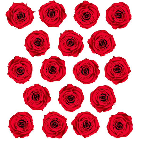 18x Små Evighedsroser Red