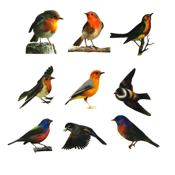 Tarrapakkaus - pienet linnut Multicolor