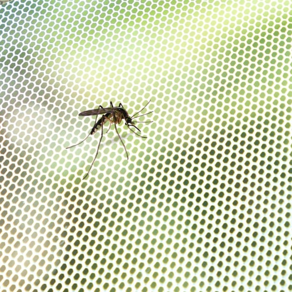 Myggenet til Vindue White