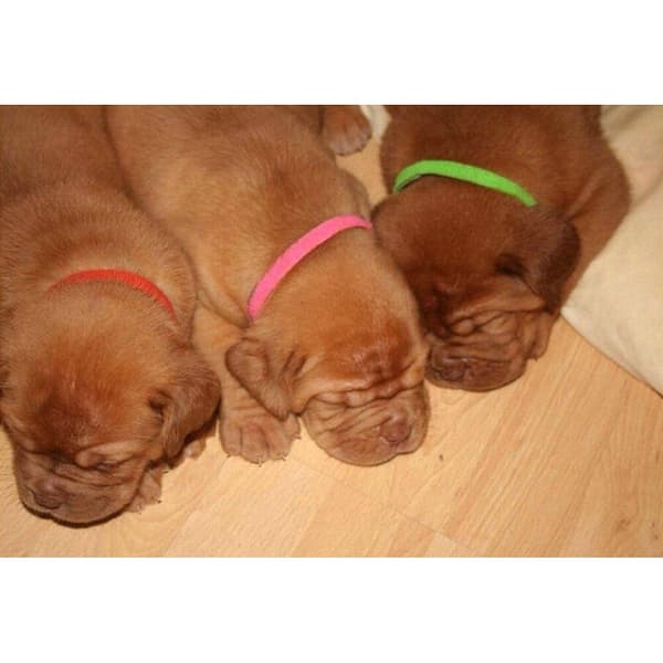 Farvet halskæde til killinger/hundehvalpe - 12 stk Multicolor