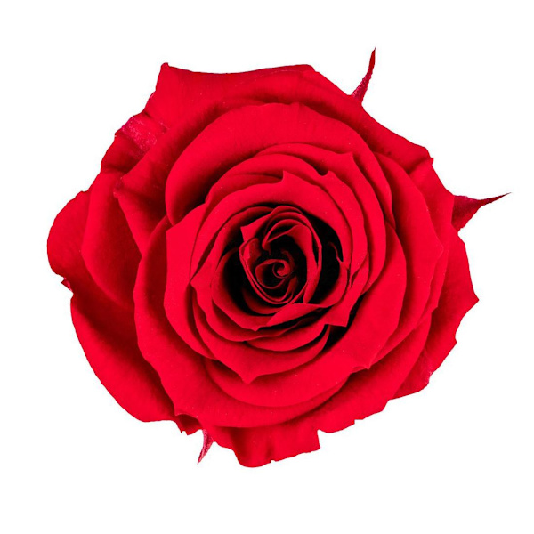 18x Små Evighedsroser Red