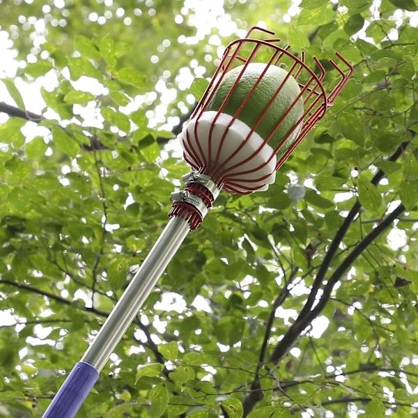 Fruktplockare, 5,5 fot Fruktplockare Verktyg med Rostfritt Stål Kopplingspol, Fruktplockningsutrustning för att Få Frukter Citroner A