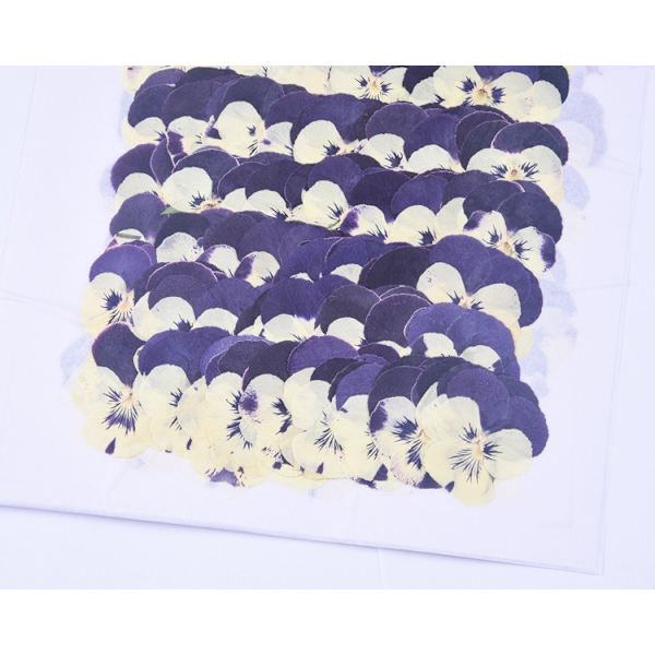 Naturliga Pressade Torkade Blommor 24 Stycken Pressade Torkade Blommor DIY