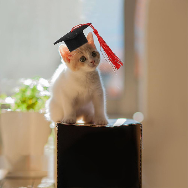 2 stk Miniature Gave Diplomhuen Kæledyr Kat Graduation Hat Graduation Caps Gowns Hunde Hund CapsRød 5,5X3,5C Red 5.5X3.5CM