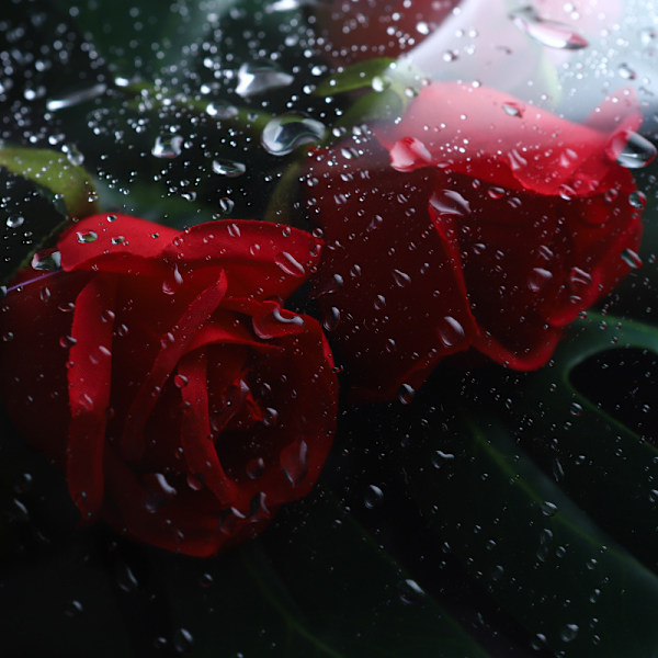 TRANSPARENT TRANSPORTPAPPER BLOMMA FISK BLOMMA PODUCLE PAPPER PAPPER PAPPER PAPPER PAPPER PAPPER BUKETT BUKETT