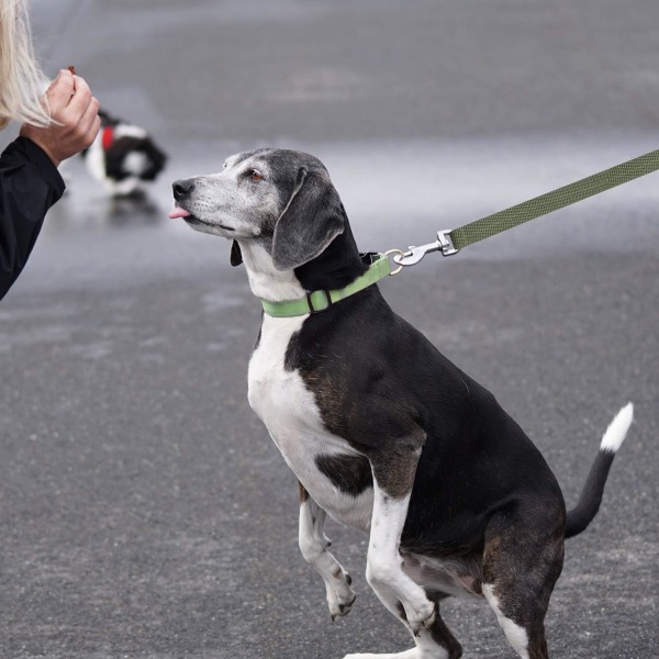 Hundeleie, Hundetreningsleie med håndtak Lang hundelanyard Håndfri nylonstropp for små til store hunder Kjæledyr Gå Jogging 10m*2.5cm (Grønn)