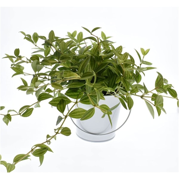 Små metallbøtter med håndtak - 1 pakke hvite galvaniserte bøtter for barn, klasserom, håndverk og festgaver (11,5 * 13 cm hvit)