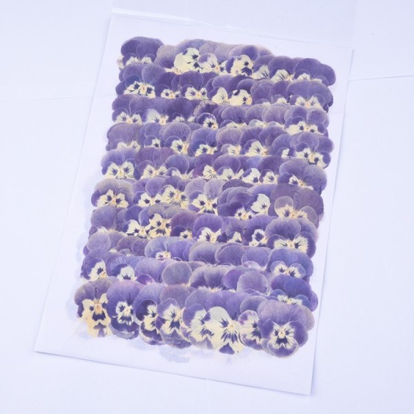 24 Stykker Trykkede Blomster Tørrede Blomster Til At Lave DIY Håndværk Naturlige Trykkede Tørrede Blomster Ornament