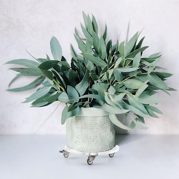 Hjulbaserede Pottestativer, Diameter 26 X 4,5, Akryl Plant Trolley, Planteholder På Hjul, Plant Pot Trolley Til Have, Indendørs Og Udendørs, Belastning 30kg