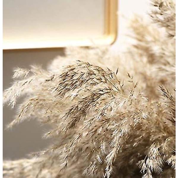 20 kpl Pampas-ruohoa, Luonnollinen Kuivattu Boho Teko, Kimppu Hää