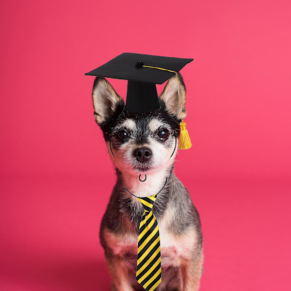 1 Set Graduation Kläder för Hundar - Söt Doktorhatt och Slips - Stripe 16.5X16.5 Stripe 16.5X16.5X8CM