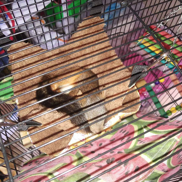 Hammock för ekorrar, hamstrar, råttor - för små djur som illrar, marsvin, degus, gerbiler, möss, hamstrar - liten gul leksak för illrar