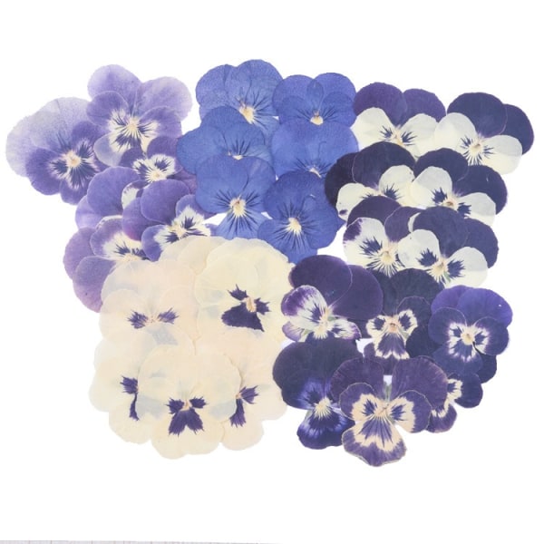 24 Stykker Trykkede Blomster Tørrede Blomster Til At Lave DIY Håndværk Naturlige Trykkede Tørrede Blomster Ornament