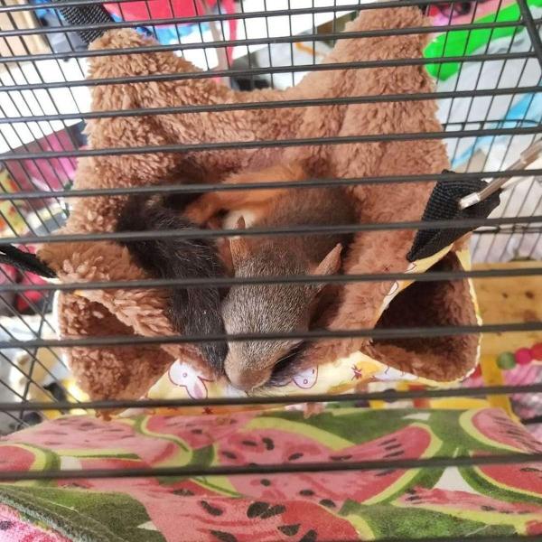 Hammock för ekorrar, hamstrar, råttor - för små djur som illrar, marsvin, degus, gerbiler, möss, hamstrar - liten gul leksak för illrar